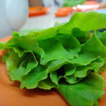 Lettuce Wrap