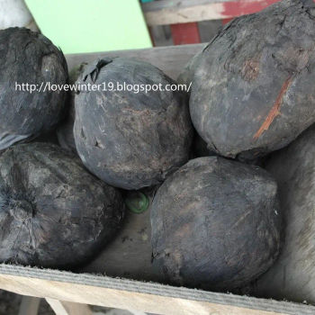 Grilled coconut /kelapa bakar