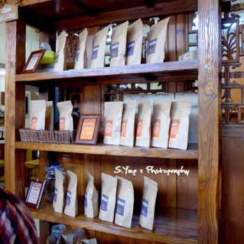 Rainforest Coffee Bean