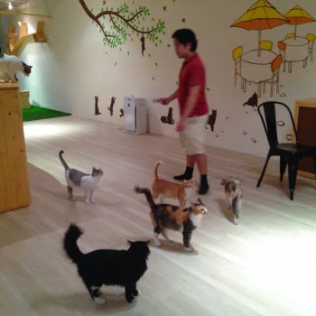 Purradise Cat Cafe