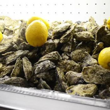 Fresh Irish Oysters