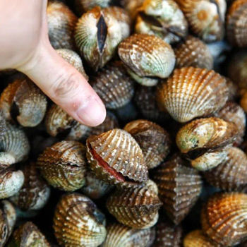 Huge Cockles
