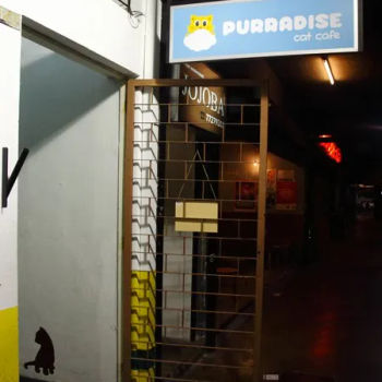 Purradise Cat Cafe