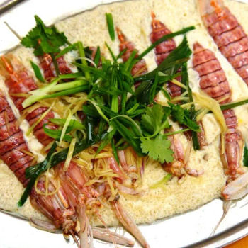 Live Mantis Shrimps (8 Pcs)