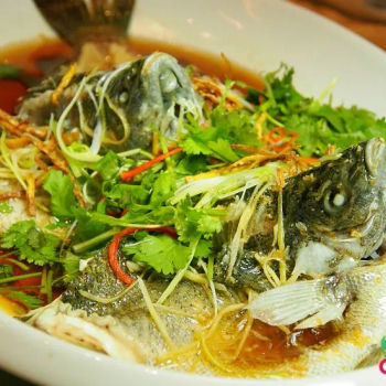 Steamed Live Australian Jade Perch