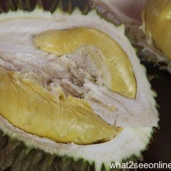 Durian