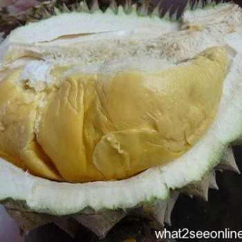 Durian
