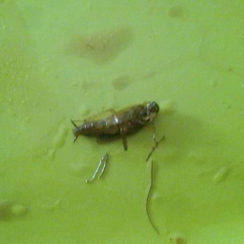 cockroach found in food