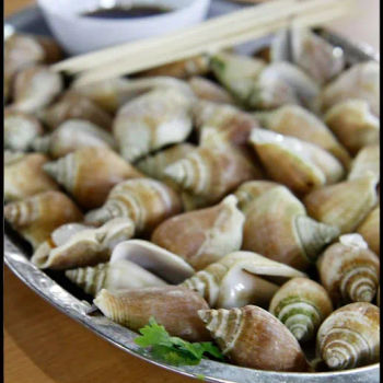 "Dong Fong" Clams