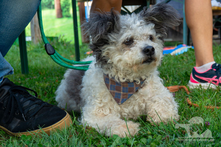 Beim 45. Jederhundrennen in Bermatingen flitzen Hunde aller Größen in zwei Läufen um die Wette und zeigen neben Schnelligkeit auch Charme im Beauty-Wettbewerb.