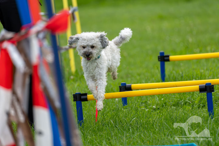 Wir testen mit unserem Zwergpudel Coffy den Agility Parkour beim Tierheim in Memmingen.