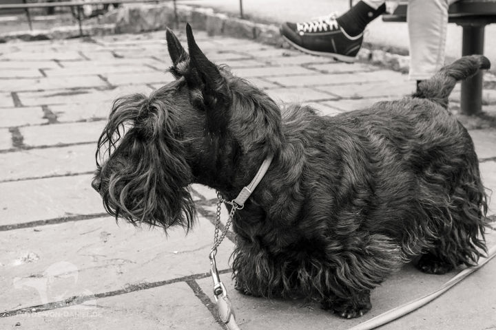 On holiday in Sweden, you encounter wonderful dog owners with their beautiful dogs.