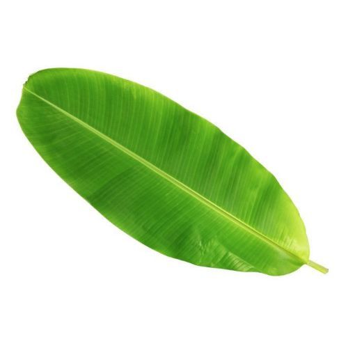 Banana Leaves