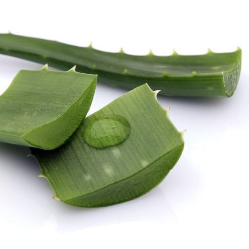 Picture of Aloe Vera