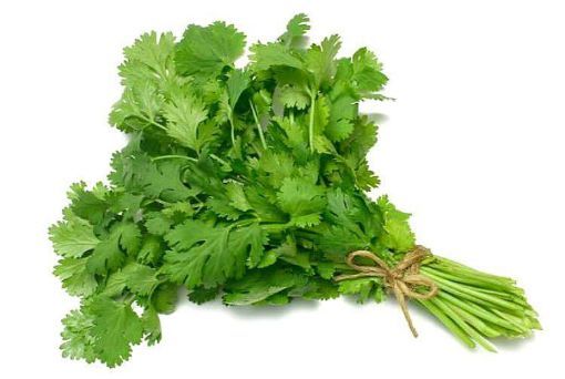 Picture of Cilantro