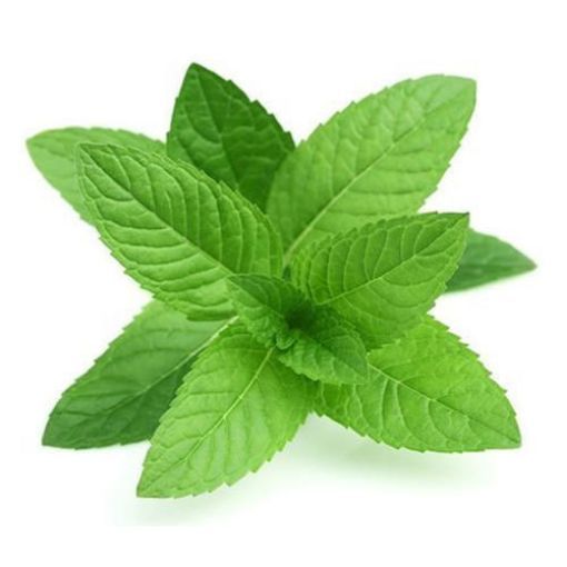 Picture of MINT