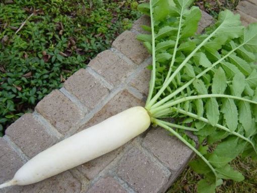 Picture of Daikon w/leaves