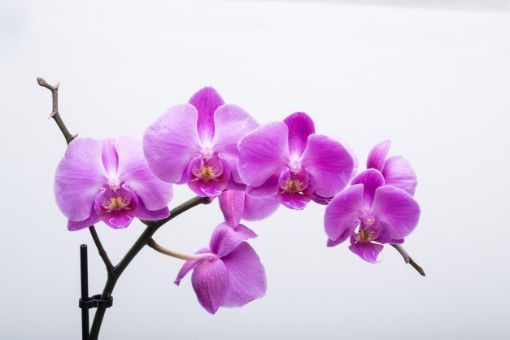 Picture of WILD ORCHIDS