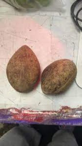 Picture of Gazab Coconut Whole