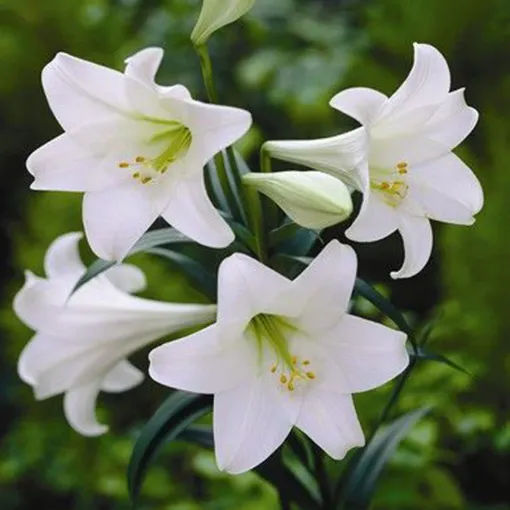 Picture of Lilly flowers