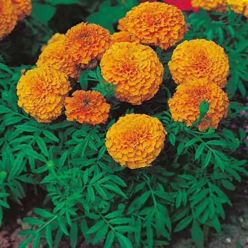 Picture of Marigold-Orange