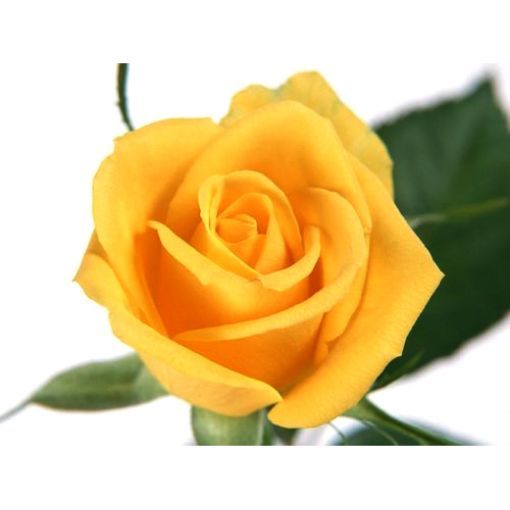 Picture of Roses yellow