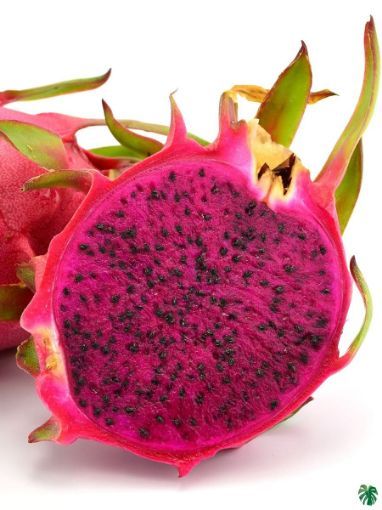 Picture of Dragon Fruit