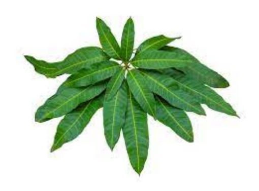 Picture of Mango leaves