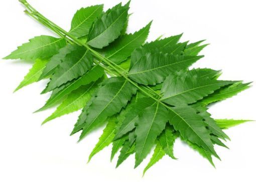 Picture of Neem Leaves