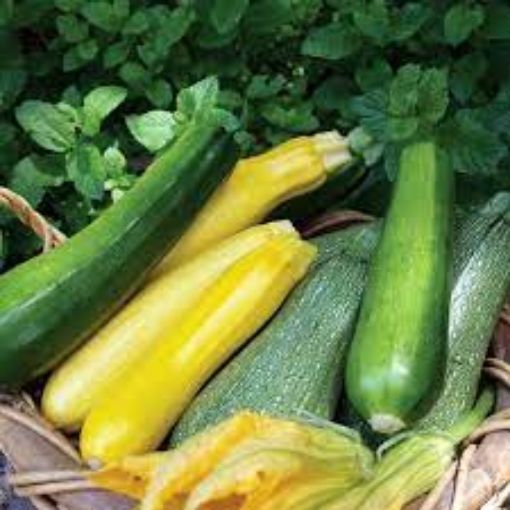 Picture of Zucchini