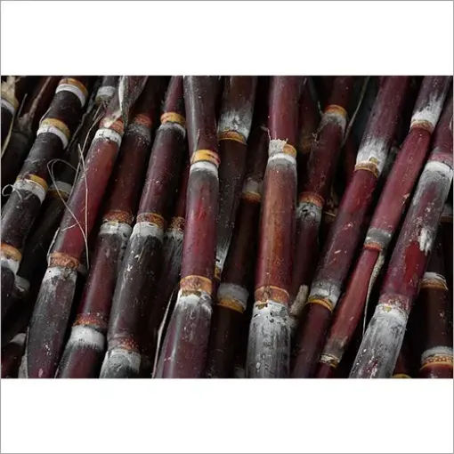 Picture of Sugar Cane Red