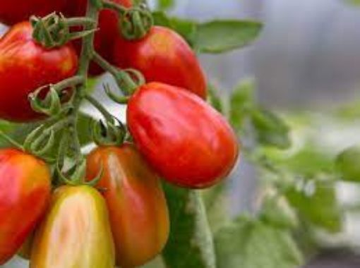 Picture of Tomatoes Roma