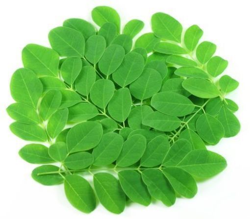 Picture of MORINGA LEAVES