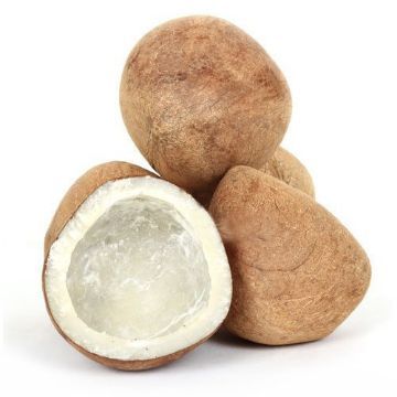 Picture of COCONUT DRY [EACH]