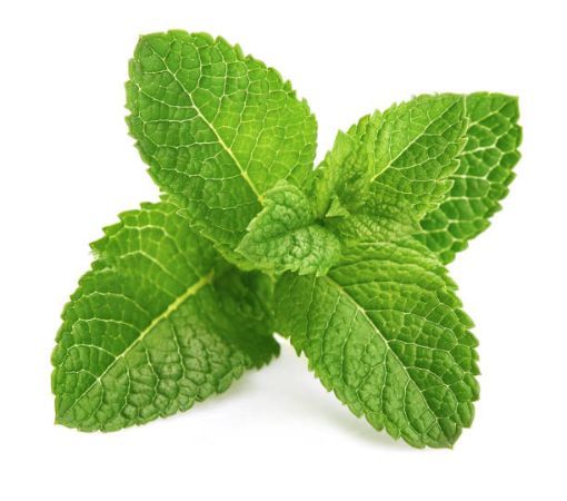 Picture of Mint LEAVES [EACH]