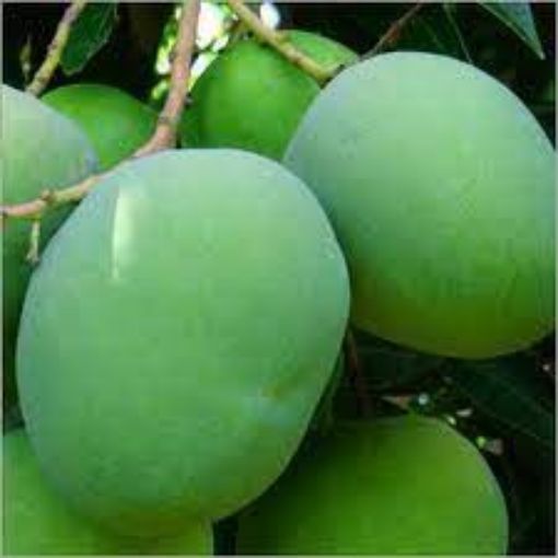 Picture of Green Mango Col