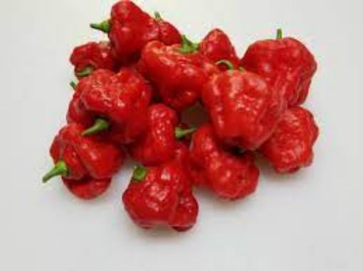 Picture of Cachucha Pepper