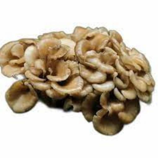 Picture of Maitake Mushroom