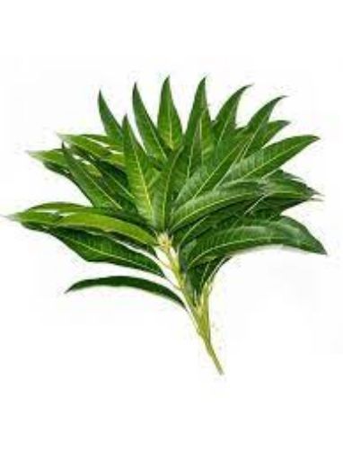 Picture of Mango Leaf 