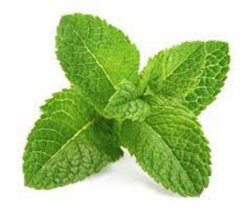 Picture of Mint
