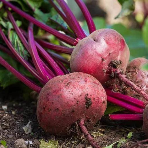 Picture of Red Beet 