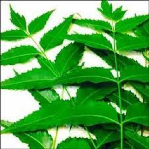 Picture of Neem Leaves Packet
