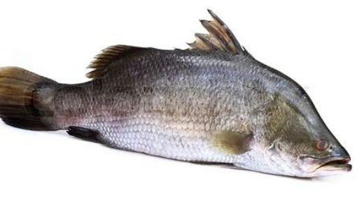 Picture of KORAL FISH PER LB