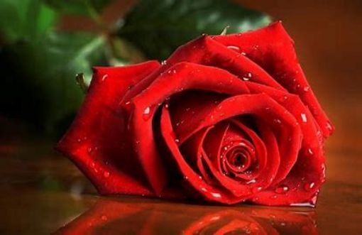 Picture of Red Rose