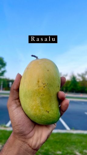 Picture of Rasalu Mango