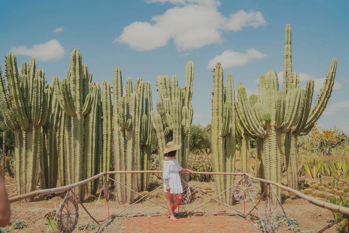 Cactus Thiemann Garden - Africa's Largest Cactus Collection 2