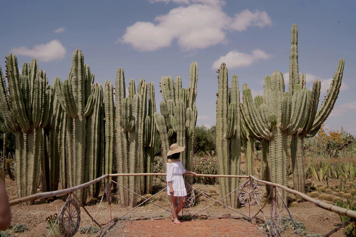 Cactus Thiemann Garden - Africa's Largest Cactus Collection 3