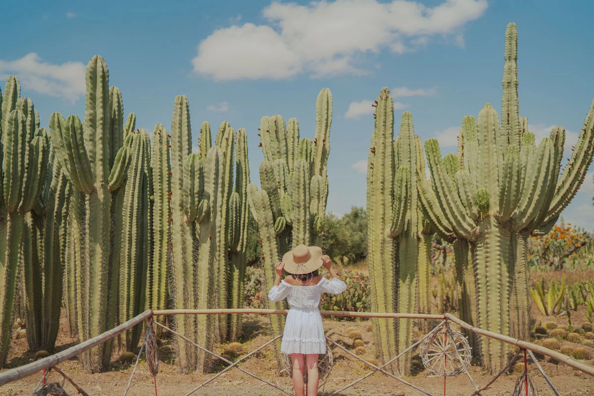 Cactus Thiemann Garden - Africa's Largest Cactus Collection 4