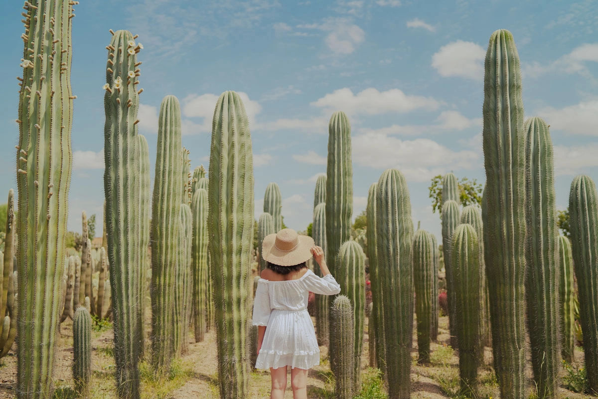 Cactus Thiemann Garden - Africa's Largest Cactus Collection 5