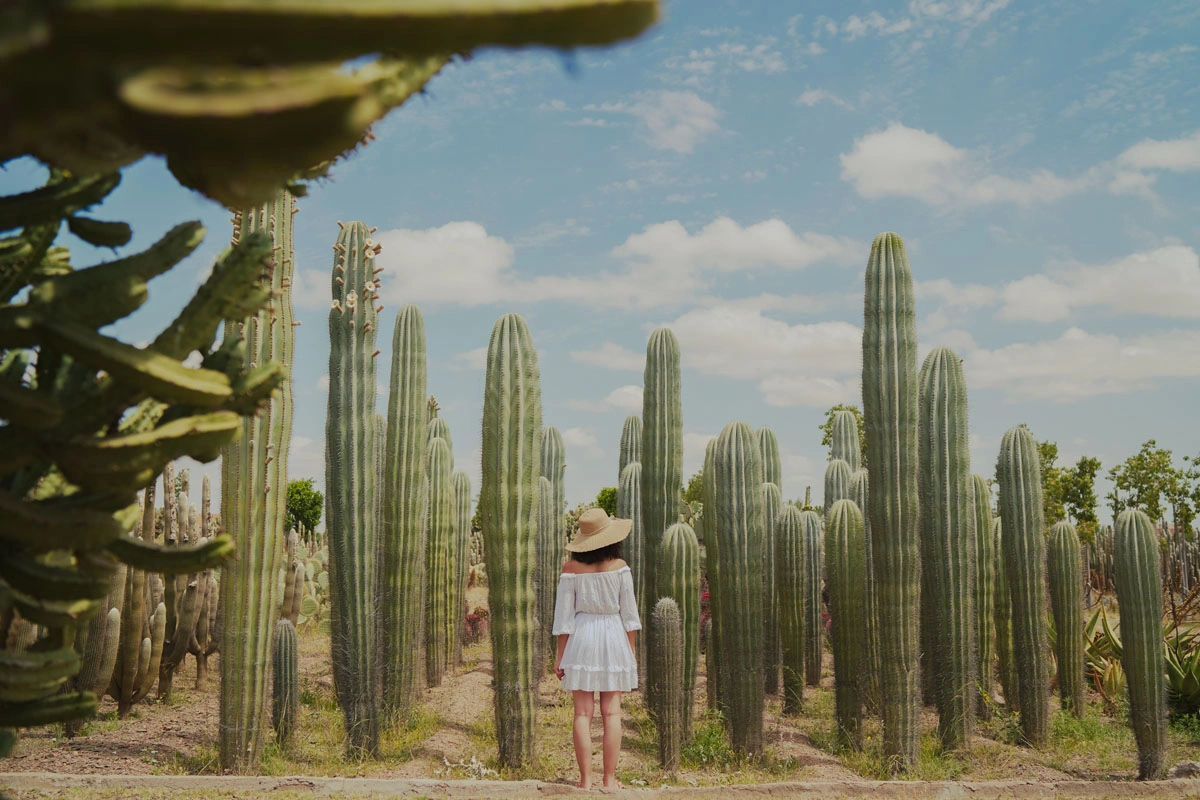 Cactus Thiemann Garden - Africa's Largest Cactus Collection 6